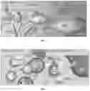 Fig. 03 - Peptide compositions and methods for ameliorating skin laxity and body contour