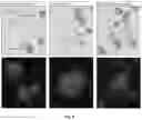 Fig. 04 - Peptide compositions and methods for ameliorating skin laxity and body contour