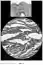 Fig. 11 - Peptide compositions and methods for ameliorating skin laxity and body contour