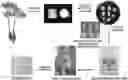 Fig. 01 - Composition for enhancing skin elasticity or improving skin wrinkles comprising ginseng cell lysate