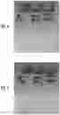 Fig. 04 - PHARMACEUTICAL FORMULATION AND SYSTEM AND METHOD FOR DELIVERY
