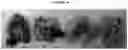 Fig. 08 - Vaccine delivery systems using yeast cell wall particles