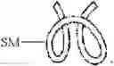Fig. 37 - METHOD FOR COVALENT BOND MODIFYING MAMMALIAN ATG8 HOMOLOGUE
