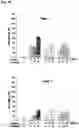 Fig. 06 - Method and composition for decreasing the psychotomimetic side effect and addictive disorder of ketamine