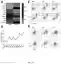 Fig. 05 - Methods and materials for treating cytokine release syndrome