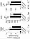 Fig. 08 - Immunomodulatory and differentiating function selective retinoid and rexinoid compounds in combination with immune modulators for cancer immunotherapy