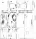 Fig. 06 - Methods and compositions for preventing and treating auditory dysfunctions