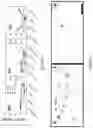 Fig. 09 - Methods and compositions for preventing and treating auditory dysfunctions