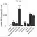Fig. 09 - Composition for BKchannel activation