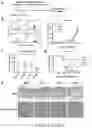 Fig. 35 - Oxabicycloheptanes for modulation of immune response