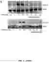 Fig. 03 - PARP-1 and methods of use thereof