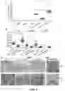 Fig. 07 - PARP-1 and methods of use thereof