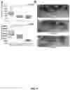 Fig. 09 - PARP-1 and methods of use thereof