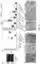 Fig. 23 - PARP-1 and methods of use thereof