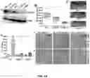 Fig. 26 - PARP-1 and methods of use thereof