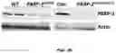 Fig. 28 - PARP-1 and methods of use thereof