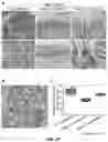 Fig. 29 - PARP-1 and methods of use thereof