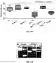 Fig. 30 - PARP-1 and methods of use thereof