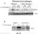 Fig. 31 - PARP-1 and methods of use thereof