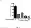 Fig. 32 - PARP-1 and methods of use thereof