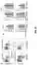 Fig. 43 - PARP-1 and methods of use thereof