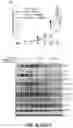 Fig. 47 - PARP-1 and methods of use thereof