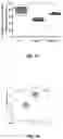 Fig. 52 - PARP-1 and methods of use thereof
