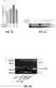 Fig. 54 - PARP-1 and methods of use thereof