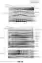 Fig. 59 - PARP-1 and methods of use thereof