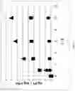 Fig. 25 - Texaphyrin-Pt(IV) conjugates and compositions for use in overcoming platinum resistance