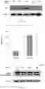 Fig. 03 - Pharmaceutical compounds and uses thereof