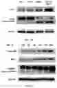 Fig. 04 - Pharmaceutical compounds and uses thereof