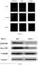 Fig. 05 - Pharmaceutical compounds and uses thereof