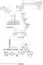 Fig. 16 - Nucleotide derivatives and methods of use thereof
