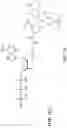 Fig. 40 - Nucleotide derivatives and methods of use thereof