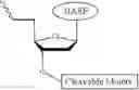 Fig. 501 - Nucleotide derivatives and methods of use thereof
