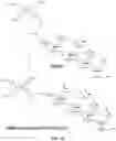 Fig. 70 - Nucleotide derivatives and methods of use thereof