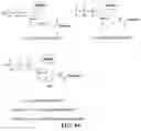 Fig. 95 - Nucleotide derivatives and methods of use thereof