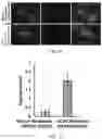Fig. 03 - Staufen1 agents and associated methods