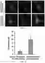 Fig. 04 - Staufen1 agents and associated methods