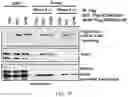 Fig. 05 - Staufen1 agents and associated methods
