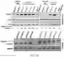 Fig. 07 - Staufen1 agents and associated methods