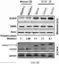 Fig. 08 - Staufen1 agents and associated methods