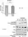 Fig. 11 - Staufen1 agents and associated methods