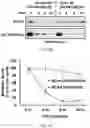 Fig. 12 - Staufen1 agents and associated methods