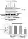 Fig. 15 - Staufen1 agents and associated methods
