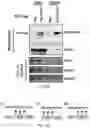 Fig. 16 - Staufen1 agents and associated methods
