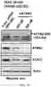 Fig. 22 - Staufen1 agents and associated methods