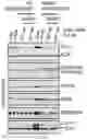 Fig. 24 - Staufen1 agents and associated methods