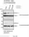 Fig. 25 - Staufen1 agents and associated methods
